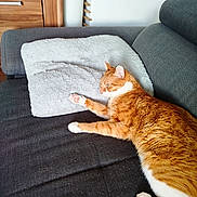 Simba a rejoint le concours — aidez-le/la à gagner de superbes lots ! cat, orange_cat, white_cat, couch, pillow, furniture, indoor, pet, relaxed, resting, fur, wooden_cabinet, home, cozy, domestic_animal, animal, living_room, sleepy, tabby, soft