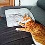 cat, orange_cat, white_cat, couch, pillow, furniture, indoor, pet, relaxed, resting, fur, wooden_cabinet, home, cozy, domestic_animal, animal, living_room, sleepy, tabby, soft