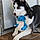 Loki
