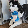 Loki is registered to the contest to win money with this photo: animal, black_and_white, blue_eyes, canine, collar, cute, dinosaur_toy, dog, domestic_animal, fur, husky, indoor, paw, pet, pet_accessory, plush_toy, resting, side_view, toy, wooden_porch