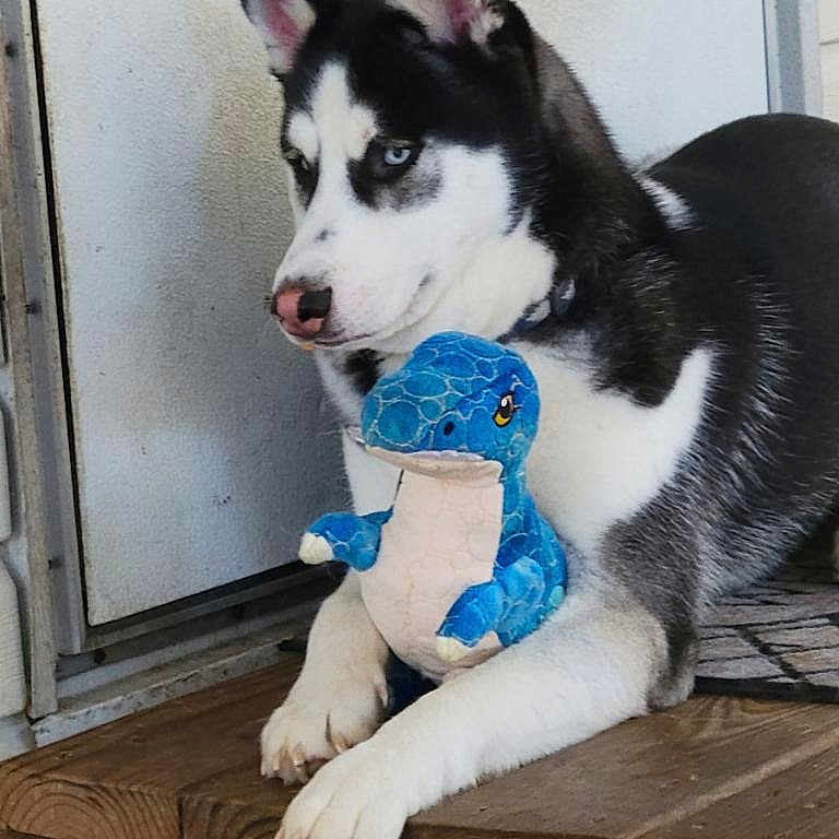 Loki
