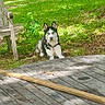 Loki joined the competition — help win amazing prizes! animal, backyard, canine, chair, daylight, dog, grass, greenery, husky, nature, outdoor, pet, playful, puppy, relaxing, sunlight, table, wooden_chair, wooden_table, young_dog