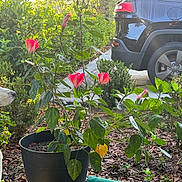 Loki joined the competition — help win amazing prizes! animal, black_car, car, curious, daylight, dog, flower, garden, greenery, husky, leaf, nature, outdoor, pet, plant, potted_plant, shrub, side_view, sunlight, vehicle