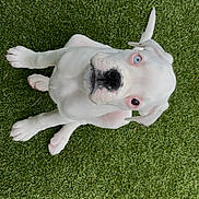 Aria participe au concours pour gagner de l'argent avec cette photo : puppy, dog, white_dog, blue_eye, heterochromia, grass, outdoor, pet, cute, animal, young_dog, sitting, looking_up, canine, fur, ears, nose, whiskers, playful, adorable