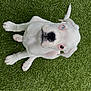 puppy, dog, white_dog, blue_eye, heterochromia, grass, outdoor, pet, cute, animal, young_dog, sitting, looking_up, canine, fur, ears, nose, whiskers, playful, adorable