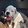 Aria a rejoint le concours — aidez-le/la à gagner de superbes lots ! puppy, dog, white_dog, fluffy_bed, car_interior, human_leg, sneakers, leopard_print, pant, sitting, yawning, sunlight, pet, cute, young_dog, animal, domestic_animal, happy, indoor, cozy