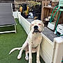 dog, white_dog, sitting, string, tongue, backyard, artificial_grass, plants, hose, lounge_chair, pet, outdoor, fence, wooden_shelf, dog_bowl, relaxed, cute, animal, funny_expression, domestic