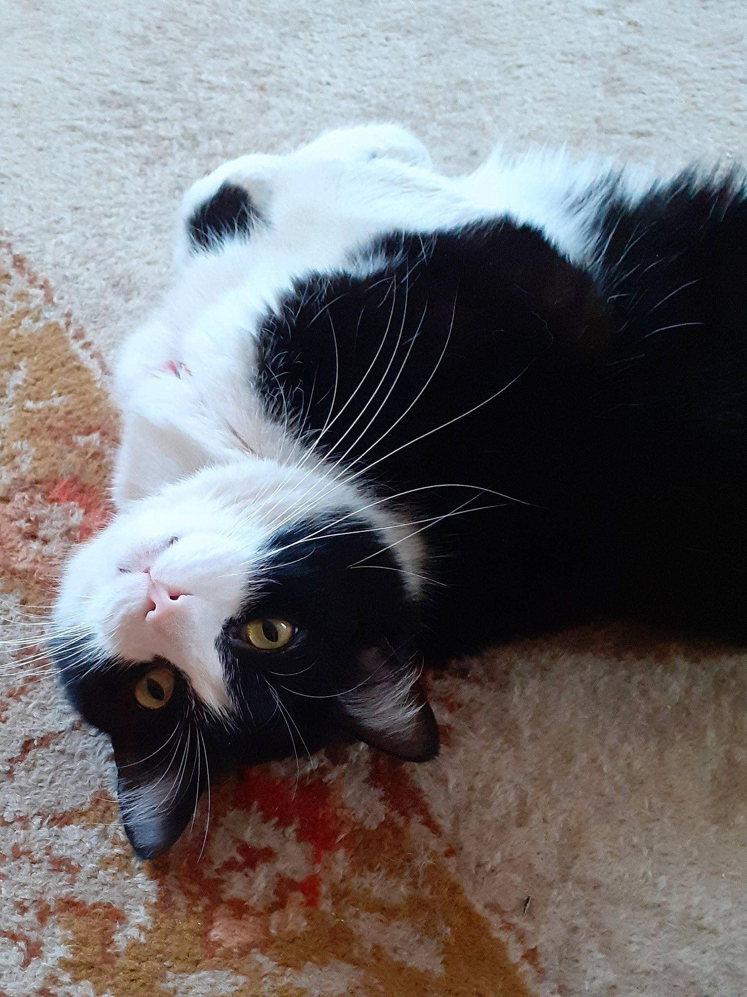 Little participe au concours pour gagner de l'argent avec cette photo : black_cat, canidae, carnivore, cat, claw, comfort, dog_breed, domestic_short_haired_cat, felidae, foot, fur, paw, small_to_medium_sized_cats, snout, sporting_group, tail, terrestrial_animal, toe, whiskers