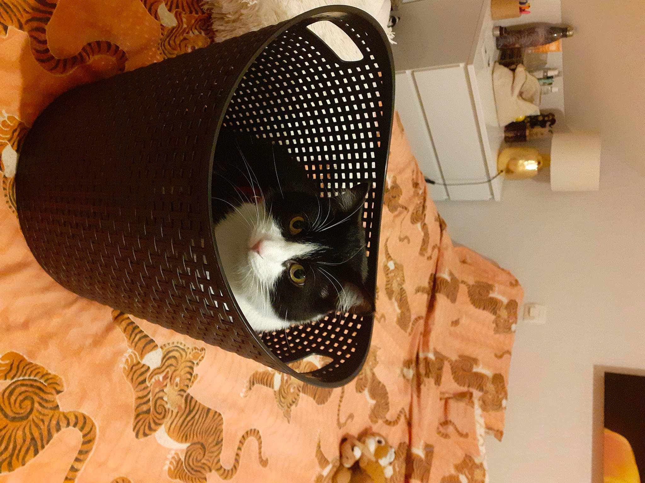 Little participe au concours pour gagner de l'argent avec cette photo : audio_equipment, automotive_lighting, cage, cat, cat_supply, circle, comfort, electronic_instrument, eyewear, felidae, flooring, gadget, home_appliance, interior_design, loudspeaker, mechanical_fan, room, small_to_medium_sized_cats, studio_monitor, whiskers