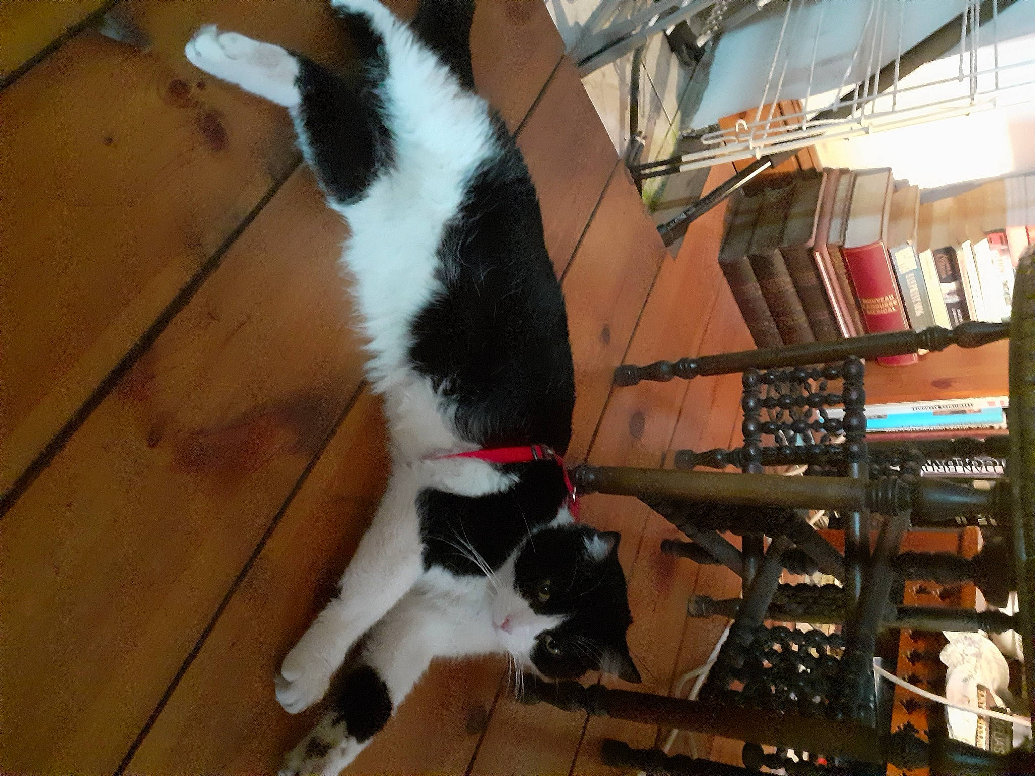 Little a rejoint le concours — aidez-le/la à gagner de superbes lots ! canidae, carnivore, cat, collar, companion_dog, dog_breed, domestic_short_haired_cat, felidae, floor, flooring, fur, hardwood, shelf, shelving, small_to_medium_sized_cats, tail, varnish, whiskers, wood, wood_flooring