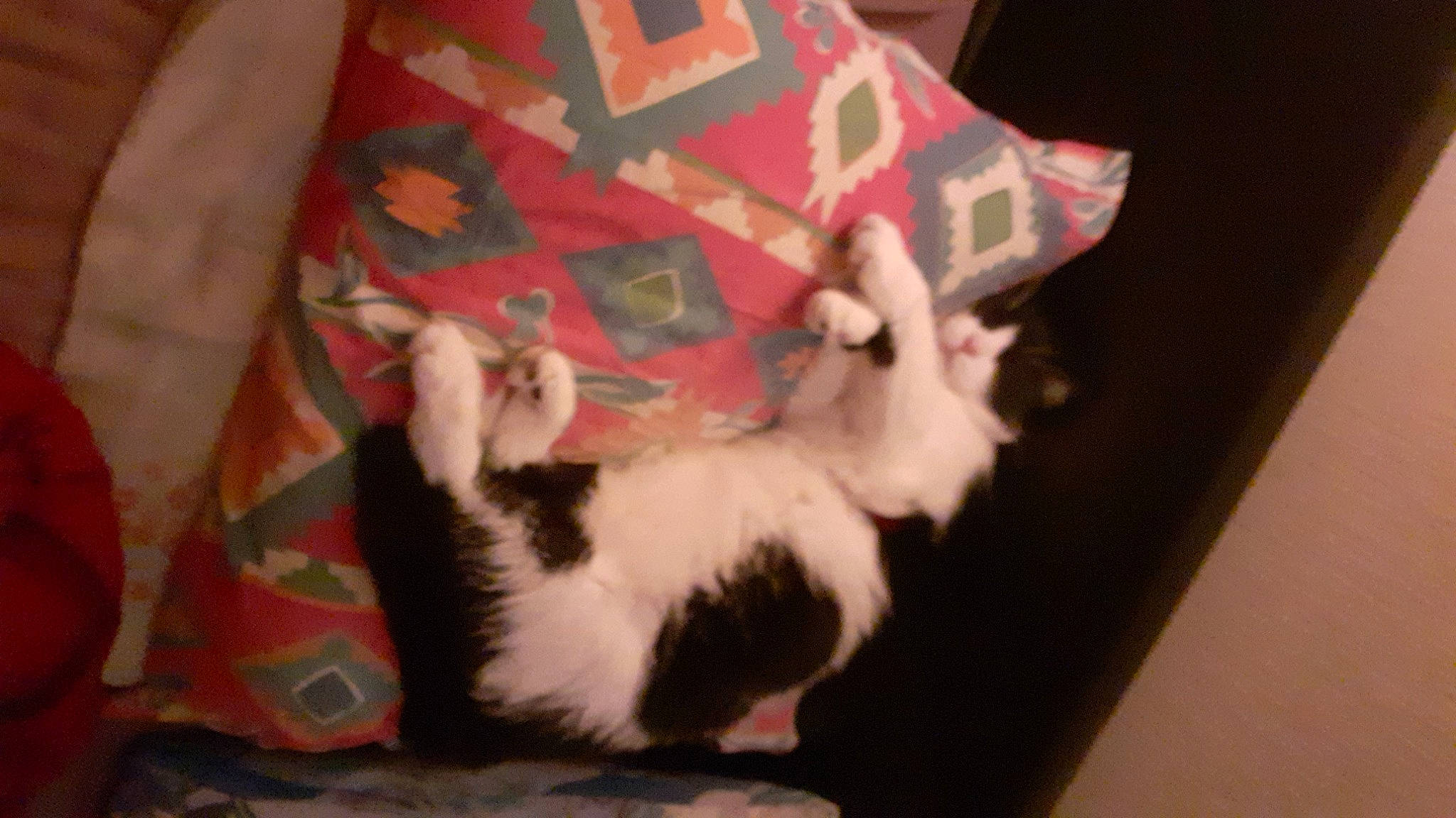 Little a rejoint le concours — aidez-le/la à gagner de superbes lots ! carmine, carnivore, cat, comfort, domestic_short_haired_cat, felidae, foot, fur, gesture, human_leg, lap, linens, nail, pattern, paw, room, sleeve, small_to_medium_sized_cats, tail, whiskers