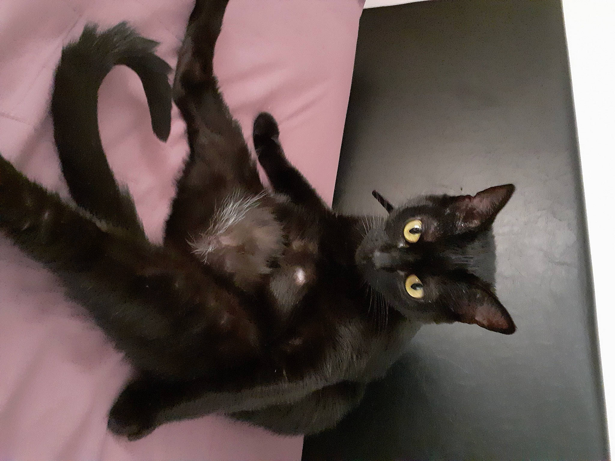 Mouse a rejoint le concours — aidez-le/la à gagner de superbes lots ! black_cat, bombay, carnivore, cat, claw, domestic_short_haired_cat, ear, felidae, fur, havana_brown, small_to_medium_sized_cats, snout, tail, whiskers