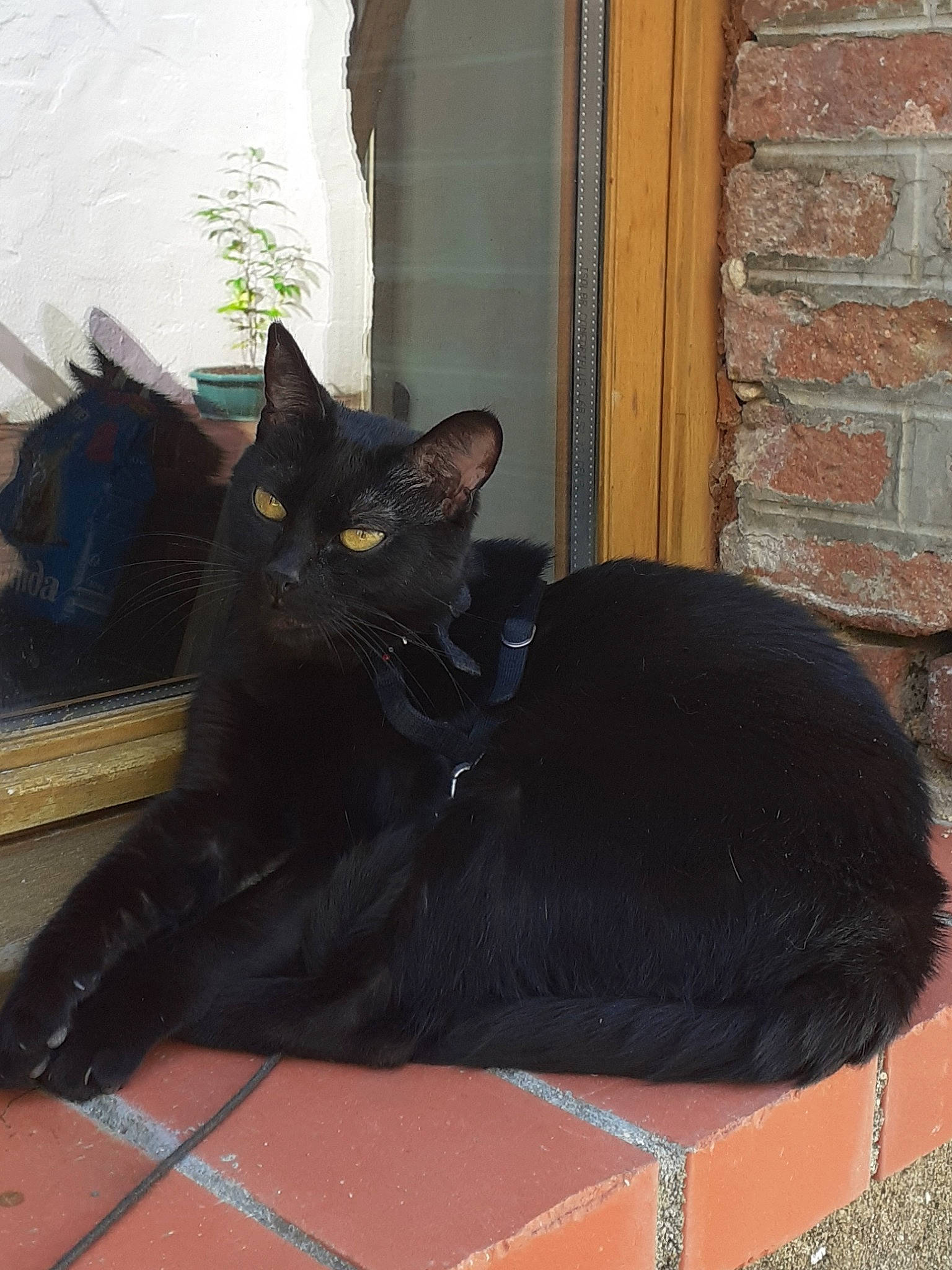 Mouse a rejoint le concours — aidez-le/la à gagner de superbes lots ! black_cat, bombay, brown, carnivore, cat, comfort, domestic_short_haired_cat, felidae, flooring, fur, grey, plant, sitting, small_to_medium_sized_cats, snout, tail, terrestrial_animal, whiskers, window, wood