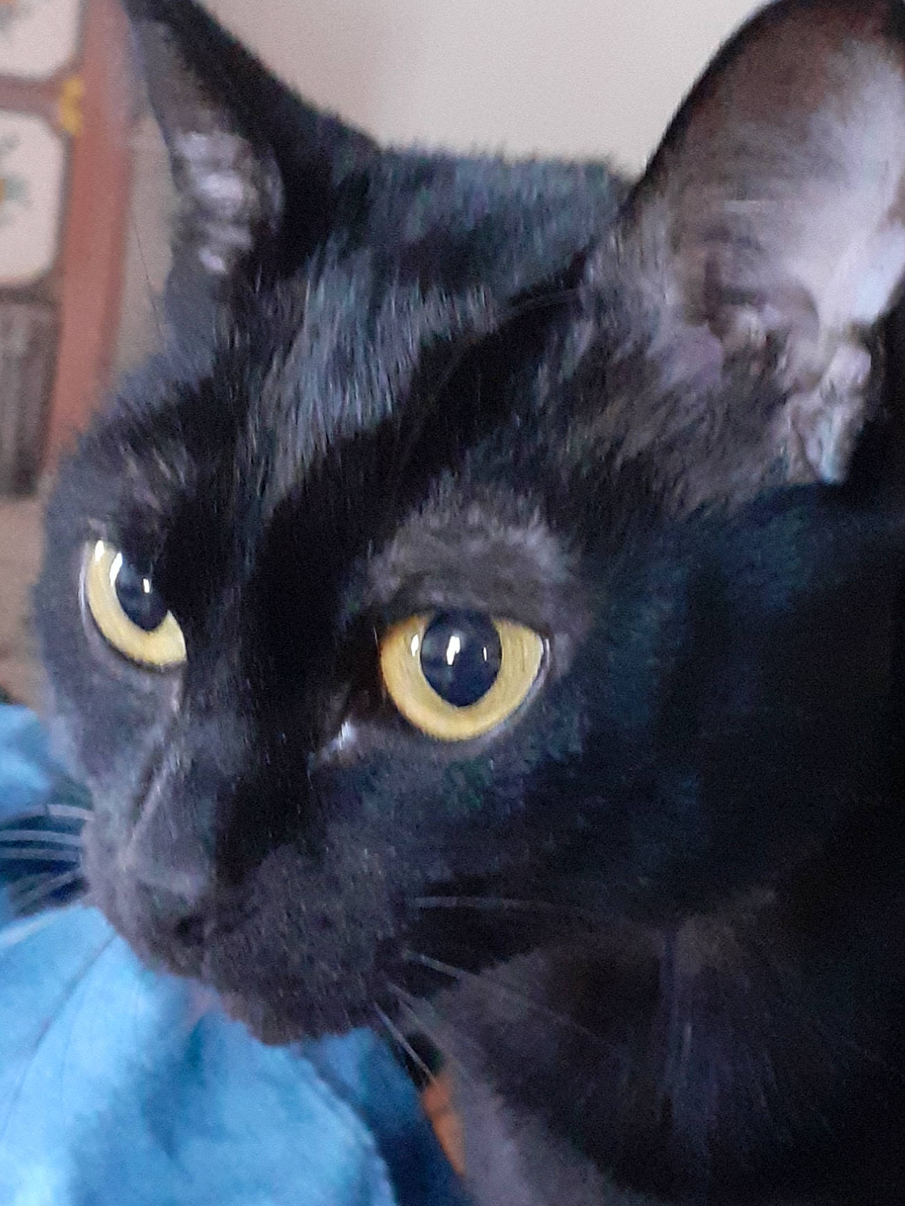 Mouse participe au concours pour gagner de l'argent avec cette photo : bombay, carnivore, cat, domestic_short_haired_cat, ear, electric_blue, eye, felidae, fur, havana_brown, head, iris, small_to_medium_sized_cats, snout, whiskers, window