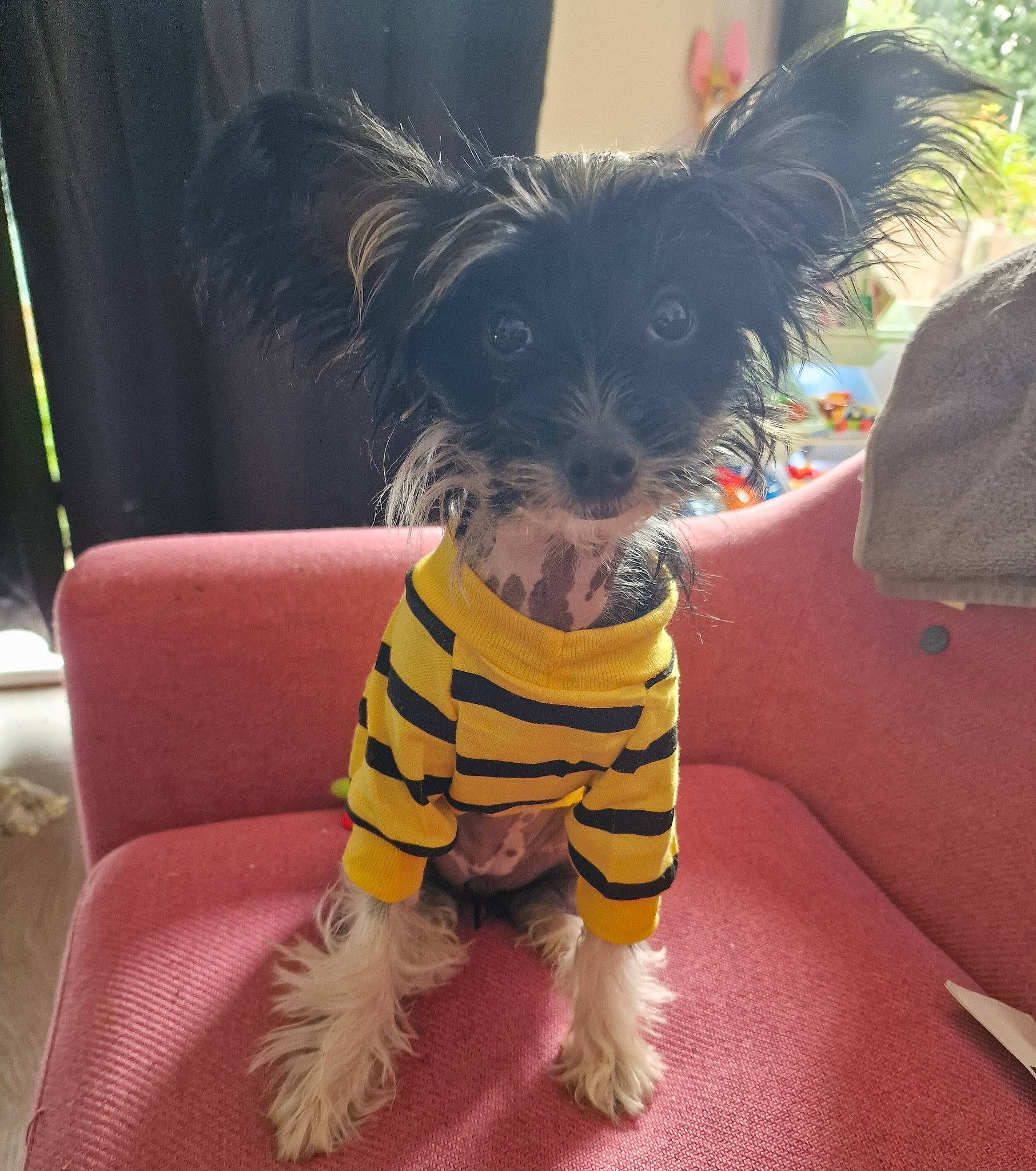 Buttercup is registered to the contest to win money with this photo: canidae, carnivore, companion_dog, dog, dog_breed, dog_clothes, dog_supply, fashion_accessory, fawn, foot, fur, plant, small_terrier, snout, sporting_group, t_shirt, tail, thigh, toy_dog, working_animal