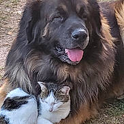 Mexico participe au concours pour gagner de l'argent avec cette photo : animal, black_spots, brown_dog, cat, closeup, companion, cute, dog, friendship, fur, grass, mammal, nature, outdoor, pet, relaxed, resting, sleeping, tongue_out, white_cat