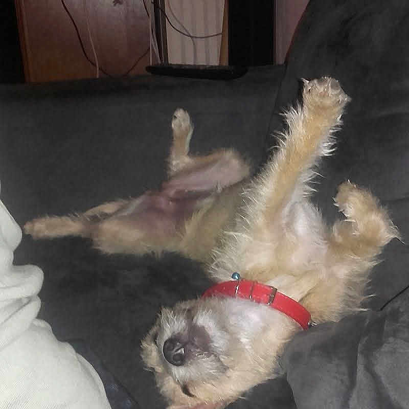 Naya participe au concours pour gagner de l'argent avec cette photo : black_couch, casual_clothes, couch, cozy, dog, domestic, fluffy, funny_pose, fur, home, indoor, paw, person_partial, pet, red_collar, relaxed, resting, scruffy, sleeping, upside_down