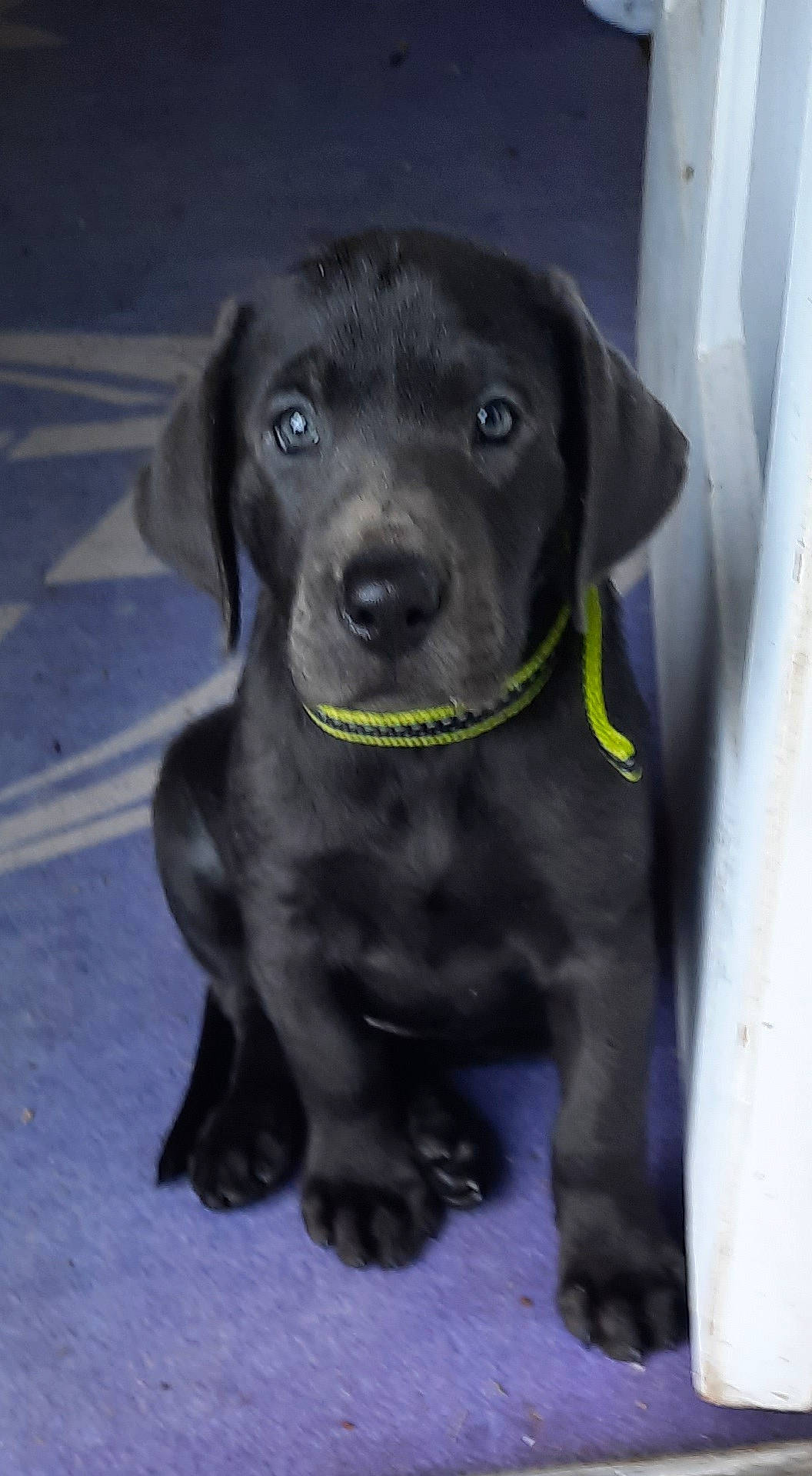 Lilbit joined the competition — help win amazing prizes! borador, canidae, carnivore, collar, companion_dog, dog, dog_breed, dog_collar, eye, fur, gun_dog, hunting_dog, labrador_retriever, liver, retriever, snout, sporting_group, whiskers, working_animal