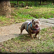 Princess is registered to the contest to win money with this photo: dog, outdoor, grass, tree, harness, path, wood, pet, animal, smiling, happy, nature, daylight, canine, leash, playful, park, greenery, cute, muscular