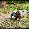 dog, outdoor, grass, tree, harness, path, wood, pet, animal, smiling, happy, nature, daylight, canine, leash, playful, park, greenery, cute, muscular