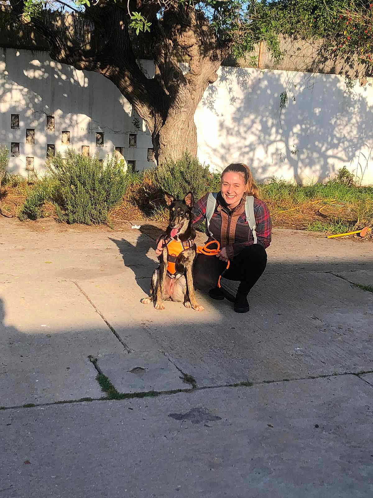 Ice a rejoint le concours — aidez-le/la à gagner de superbes lots ! asphalt, carnivore, companion_dog, dog, dog_breed, fawn, grass, landscape, leash, leg, leisure, plant, road_surface, sidewalk, sitting, smile, sporting_group, sunlight, tints_and_shades, tree