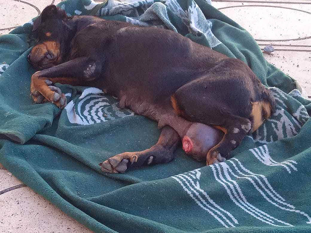 Ice a rejoint le concours — aidez-le/la à gagner de superbes lots ! canidae, carnivore, comfort, companion_dog, dog, dog_breed, dog_supply, fawn, grey, guard_dog, linens, liver, montenegrin_mountain_hound, paw, snout, sporting_group, tail, terrestrial_animal, toy_dog, working_animal