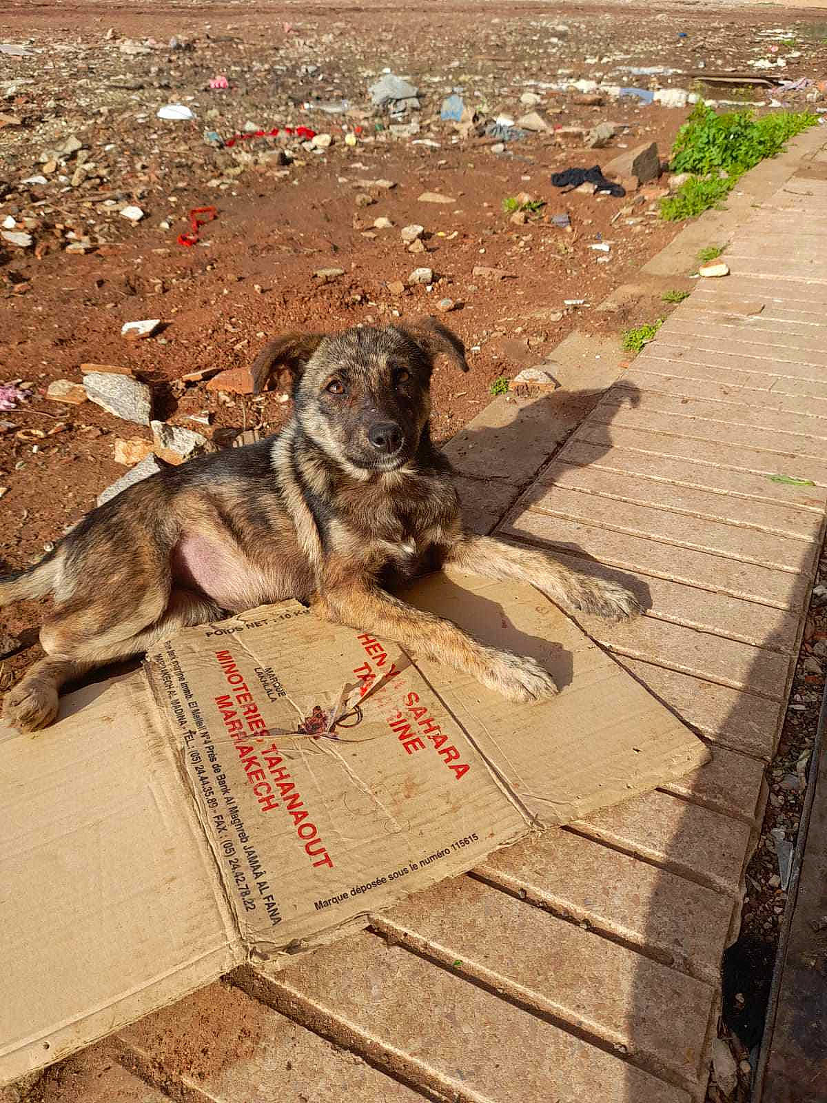 Ice a rejoint le concours — aidez-le/la à gagner de superbes lots ! art, asphalt, brick, carnivore, cobblestone, concrete, dog, dog_breed, flagstone, flooring, plant, road, road_surface, shadow, sidewalk, soil, tail, terrestrial_animal, wood, working_animal