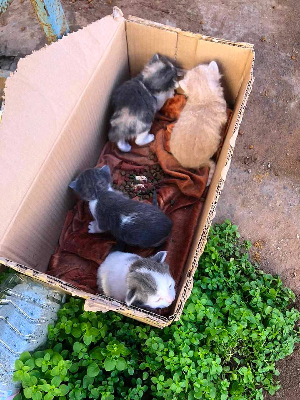 Ice a rejoint le concours — aidez-le/la à gagner de superbes lots ! canidae, carnivore, cat, cat_supply, chair, companion_dog, dog_breed, domestic_short_haired_cat, fawn, felidae, fur, grass, groundcover, mammal, pet_supply, plant, small_to_medium_sized_cats, sporting_group, whiskers, wood