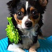 Lucy is registered to the contest to win money with this photo: black_white_brown, blue_blanket, brown_markings, close_up, cute, dog, floppy_ears, flower, furry, green_flower, indoors, large_eyes, lying_down, pet, portrait, puppy, sitting, tricolor, white_chest, white_paws