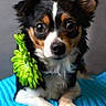 black_white_brown, blue_blanket, brown_markings, close_up, cute, dog, floppy_ears, flower, furry, green_flower, indoors, large_eyes, lying_down, pet, portrait, puppy, sitting, tricolor, white_chest, white_paws