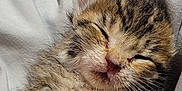 Tiger is registered to the contest to win money with this photo: kitten, sleeping, fur, cute, pet, animal, tabby, whiskers, closeup, soft, cozy, resting, young, adorable, mammal, small, pink_nose, paws, lying_down, domestic_cat