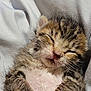 kitten, sleeping, fur, cute, pet, animal, tabby, whiskers, closeup, soft, cozy, resting, young, adorable, mammal, small, pink_nose, paws, lying_down, domestic_cat