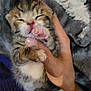 kitten, cat, baby_animal, sleeping, hand, paw, furry, cute, pet, cozy, blanket, soft, small, domestic_animal, sleepy, close_up, mammal, animal, fur, pink_nose