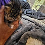 kitten, cat, hand, blanket, furry, cozy, indoor, soft, pet, animal, small, cute, tabby, comfort, warmth, fingers, resting, sleepy, young, domestic
