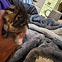kitten, hand, blanket, furniture, mug, striped_mug, indoor, cozy, soft_texture, furry, brown_fur, white_paws, blur, close_up, pet, domestic_animal, resting, warm, comfort, couch