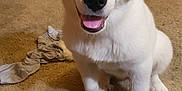 Aroura joined the competition — help win amazing prizes! dog, puppy, white_dog, sitting, carpet, indoor, pet, cute, animal, fur, happy, tongue_out, ears, face, nose, eyes, paw, young_dog, domestic, friendly