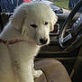 Aroura joined the competition — help win amazing prizes! dog, white_dog, car_interior, dog_sitting, man_outside, autumn, trees, parked_cars, car_seat, steering_wheel, leather_seat, window, side_mirror, harness, daylight, outdoor, person, casual_clothing, glasses, cap