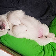 Aroura joined the competition — help win amazing prizes! puppy, dog, sleeping, white_fur, box, pillow, green_pillow, black_pillow, pet, cute, cozy, indoor, relaxed, young_dog, animal, fur, snout, pink_nose, resting, pet_bed