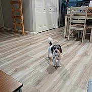 Minnie joined the competition — help win amazing prizes! dog, small_dog, bandana, paw_print, wooden_floor, indoor, dining_table, chair, shadow, pet, flooring, home_interior, furniture, light, room, domestic_animal, animal, standing, looking, cute