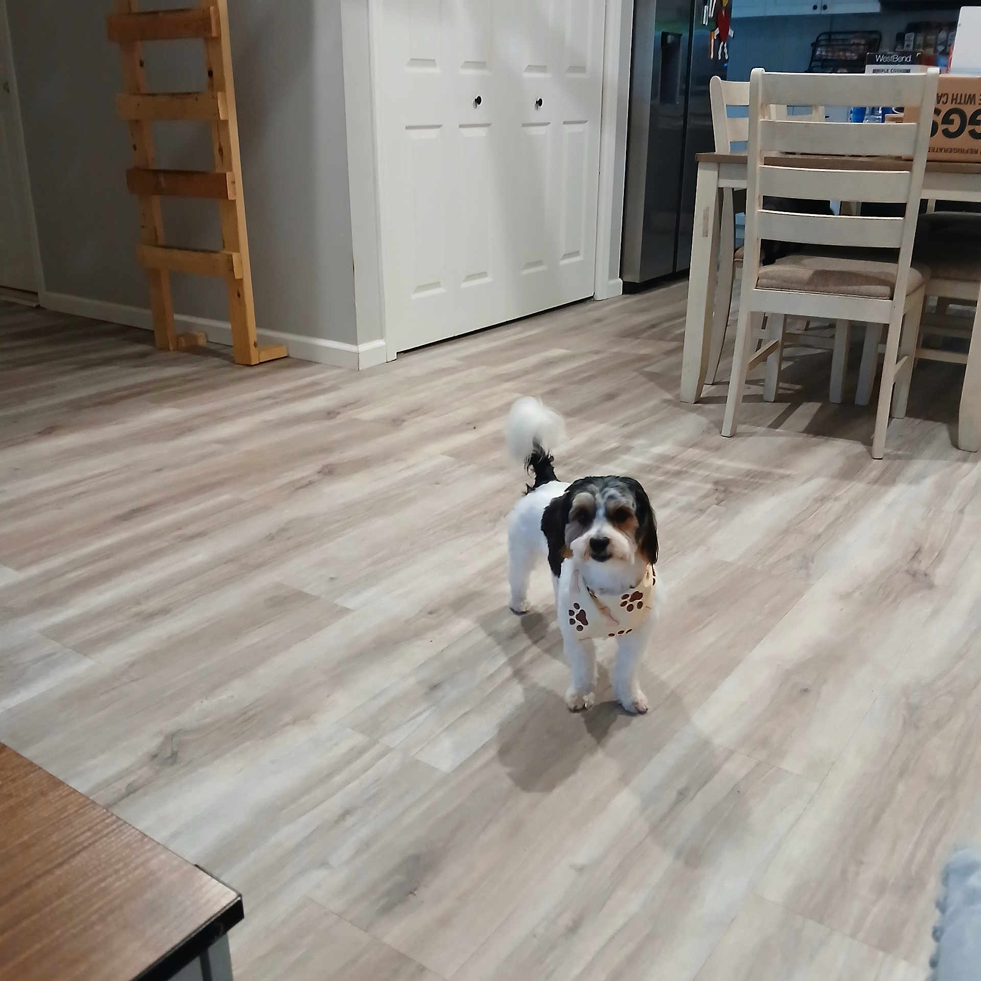 Minnie joined the competition — help win amazing prizes! dog, small_dog, bandana, paw_print, wooden_floor, indoor, dining_table, chair, shadow, pet, flooring, home_interior, furniture, light, room, domestic_animal, animal, standing, looking, cute