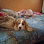 animal, beagle, bed, blanket, brown_wall, cartoon, cat_drawing, cozy, cute, dog, furniture, indoor, messy_bed, mouse_drawing, pet, puppy, relaxed, sleepy, soft_lighting, stuffed_toy