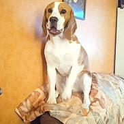 Lucky participe au concours pour gagner de l'argent avec cette photo : animal, beagle, blanket, canine, comfort, couch, cozy, decor, dog, domestic, framed_picture, furniture, home, indoor, living_room, orange_wall, pet, portrait, sitting, wall