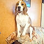 animal, beagle, blanket, canine, comfort, couch, cozy, decor, dog, domestic, framed_picture, furniture, home, indoor, living_room, orange_wall, pet, portrait, sitting, wall