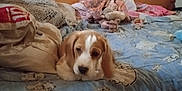 Lucky a rejoint le concours — aidez-le/la à gagner de superbes lots ! animal, beagle, bed, bedroom, blanket, canine, cockerspaniel, couch, cushion, dog, furniture, homedecor, hound, indoors, interiordesign, linen, pet, puppy, quilt, room