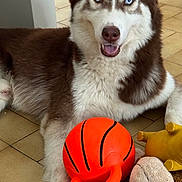 Zeus participe au concours pour gagner de l'argent avec cette photo : dog, husky, blue_eyes, toy, basketball_toy, stuffed_animal, plush_tiger, plush_monkey, floor, tile_floor, indoor, pet, animal, canine, playful, resting, fur, brown_and_white, cute, smiling