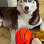dog, husky, blue_eyes, toy, basketball_toy, stuffed_animal, plush_tiger, plush_monkey, floor, tile_floor, indoor, pet, animal, canine, playful, resting, fur, brown_and_white, cute, smiling