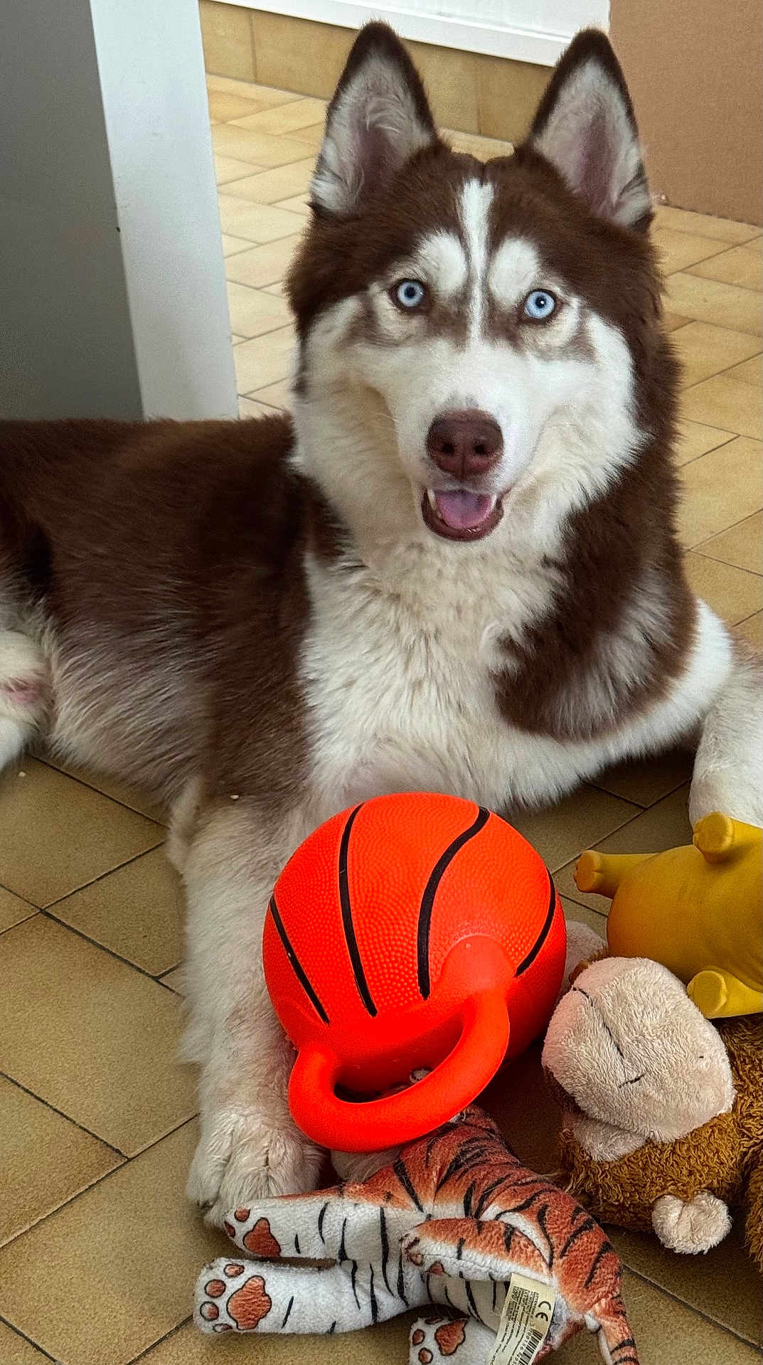 Zeus participe au concours pour gagner de l'argent avec cette photo : dog, husky, blue_eyes, toy, basketball_toy, stuffed_animal, plush_tiger, plush_monkey, floor, tile_floor, indoor, pet, animal, canine, playful, resting, fur, brown_and_white, cute, smiling