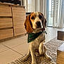 Arrow a rejoint le concours — aidez-le/la à gagner de superbes lots ! animal, bandana, beagle, brown_and_white, curtains, cute, dog, domestic, floor, friendly, indoor, living_room, natural_light, pet, puppy, raising_paw, rug, sitting, tile_floor, wooden_furniture