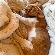 Arrow participe au concours pour gagner de l'argent avec cette photo : animal, blanket, brown_and_white, canine, comfort, cozy, curled_up, cute, dog, fluffy, fur, indoor, nap, peaceful, pet, relaxed, resting, sleeping, soft, warm