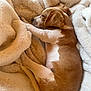 animal, blanket, brown_and_white, canine, comfort, cozy, curled_up, cute, dog, fluffy, fur, indoor, nap, peaceful, pet, relaxed, resting, sleeping, soft, warm